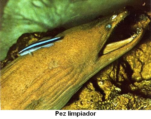 Pez limpiador.jpg